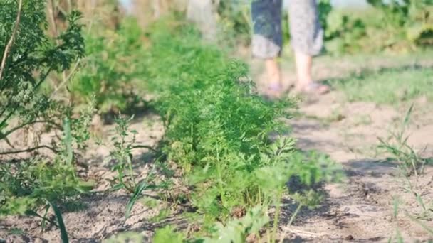 Hobby Farm Growing Tomatoes Farm Tomatoes Nitrates — ストック動画