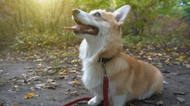 Retrato Corgi Raça Pura Retrato Cão Animais Estimação — Vídeo de Stock