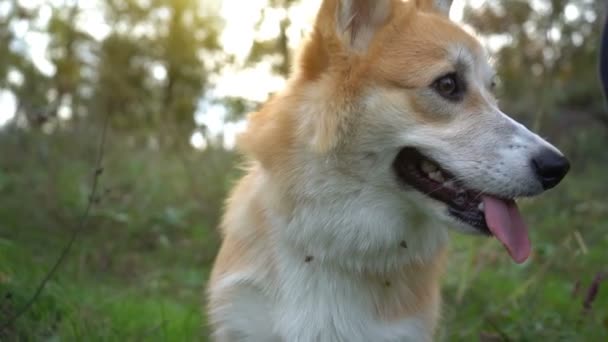 Portret Czystej Krwi Corgi Portret Psa Zwierzęta Domowe — Wideo stockowe