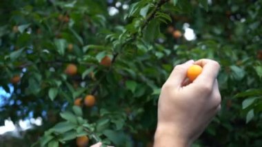 Hasat. Olgun meyveleri ağaçtan topluyorum.