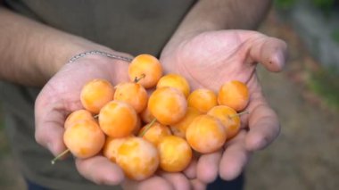 Hasat. Olgun meyveleri ağaçtan topluyorum.