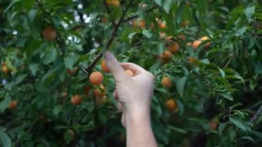 Hasat. Olgun meyveleri ağaçtan topluyorum.