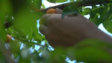 Hasat. Olgun meyveleri ağaçtan topluyorum.