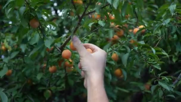 Ernten Reife Beeren Vom Baum Pflücken — Stockvideo