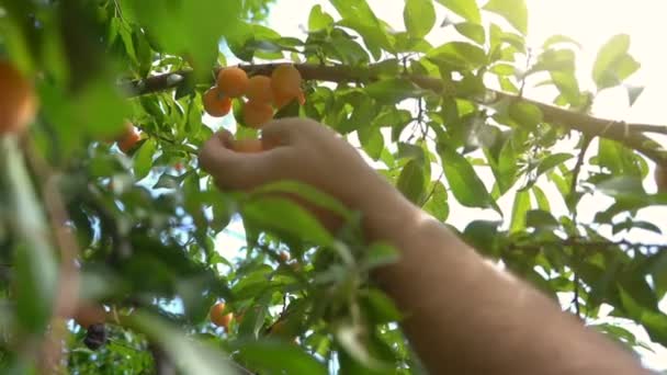 Ernten Reife Beeren Vom Baum Pflücken — Stockvideo