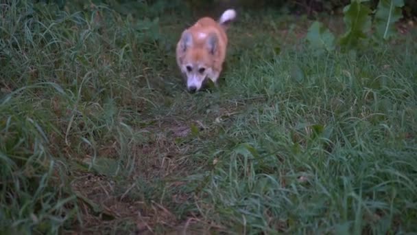 Bonito Filhote Cachorro Corgi Andando Jardim — Vídeo de Stock