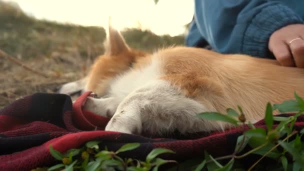 Porträtt Renrasig Corgi Hundporträtt Husdjur — Stockvideo