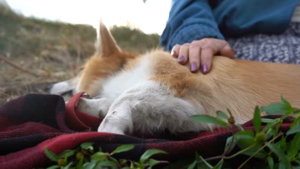 Portret Czystej Krwi Corgi Portret Psa Zwierzęta Domowe — Wideo stockowe