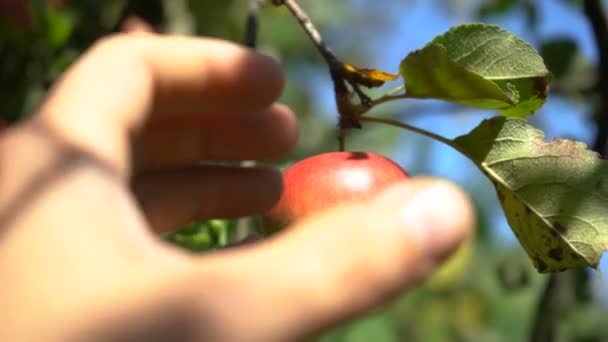 Reife Äpfel Garten Pflücken — Stockvideo