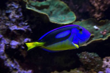 Mavi Hippo Tang (Paracanthurus hepatus).