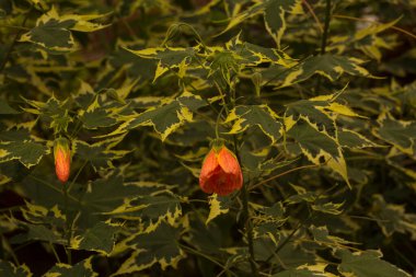  Redven abutilon, kırmızı ven Hint mallow, kırmızı ven çiçek akçaağaç, Çin-fener, kırmızı ven Çin fenerleri (Abutilon pictum, Abutilon striatum).