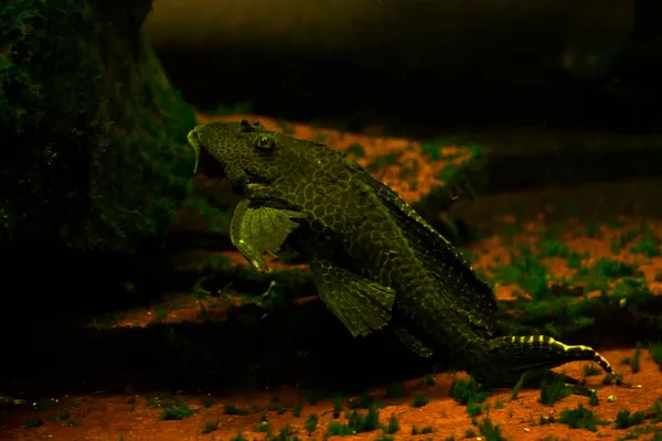 Leopard Pleco Pterygoplichthys Gibbiceps — Stock Photo, Image