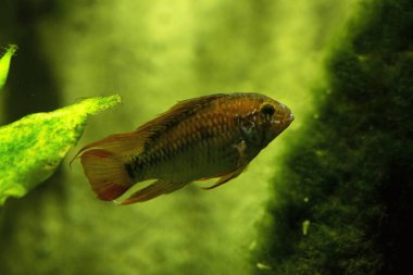  Akvaryumdaki cüce cichlid (Apistogramma macmaster).