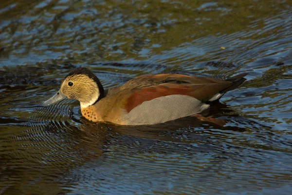 Ringed Teal Callonetta Leucophrys — Stock Photo, Image