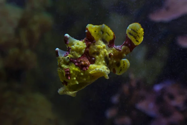 Warty Frogfish Clown Frogfish Antennarius Maculatus — Stock Photo, Image