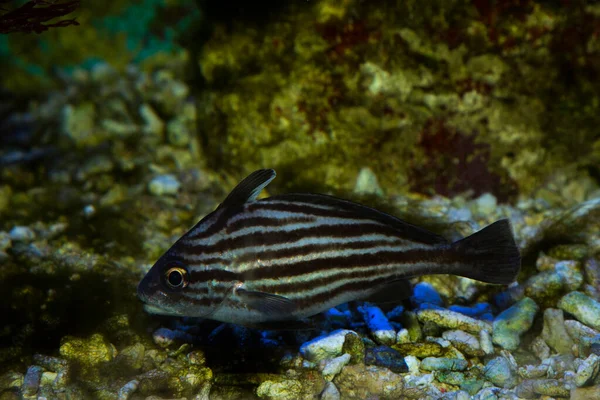 Pareques Acuminatus Cappello Alto Cubbyu Ribbonfish Striato Tamburo Striato — Foto Stock