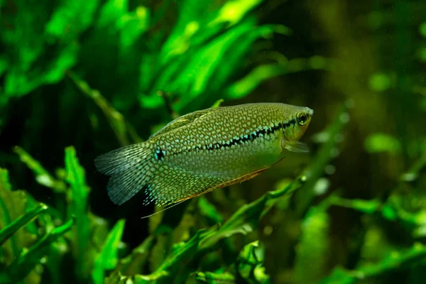 Gourami Perlas Trichopodus Leerii —  Fotos de Stock