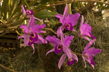 Botanik bahçesindeki Orkide (Laelia gouldiana). 