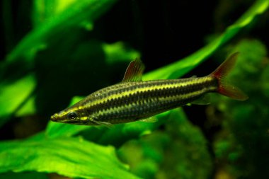  Çizgili başlık, çizgili anostomus (Anostomus anostomus).