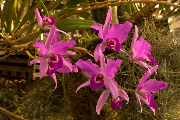 Botanik Bahçesindeki Orkide Laelia Gouldiana - Stok İmaj