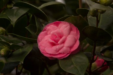 Ortak kamelya, Japon kamelya. Camellia japonica 