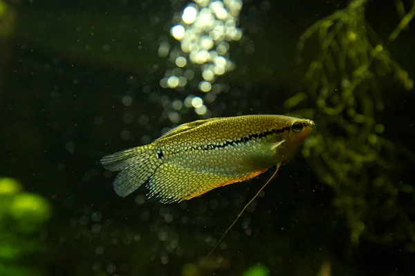 Perlen Gourami Trichopodus Leeri Aquarium — Stockfoto