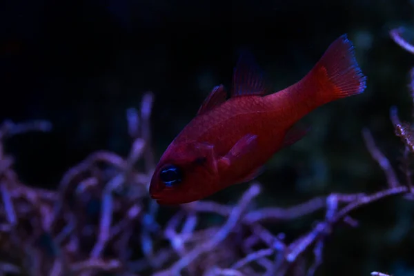 Mediterrane Cardinalfish Koning Van Verticale Raamstijlen Cardinalfish Apogon Imberbis — Stockfoto