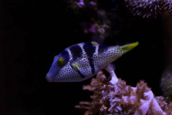 Седло Valentini Puffer Canthigaster Valentini — стоковое фото