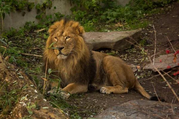 Ázsiai Oroszlán Panthera Leo Leo — Stock Fotó