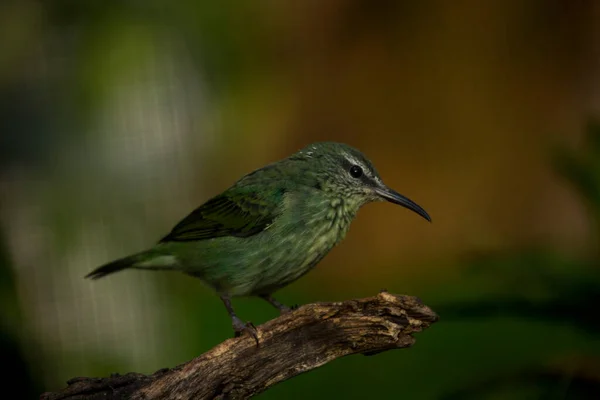 Zrzavý Medvědík Cyanerpes Cyaneus Samice — Stock fotografie