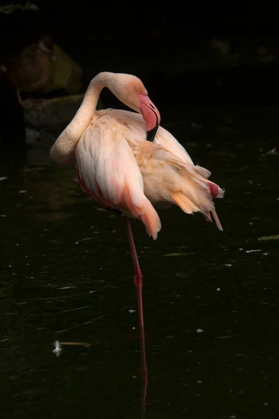 Der Große Flamingo Phoenicopterus Roseus — Stockfoto