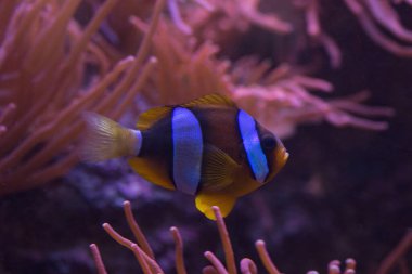 Osellaris palyaço balığı, sahte perküla palyaço balığı, yaygın palyaço balığı (Amphiprion ocellaris).