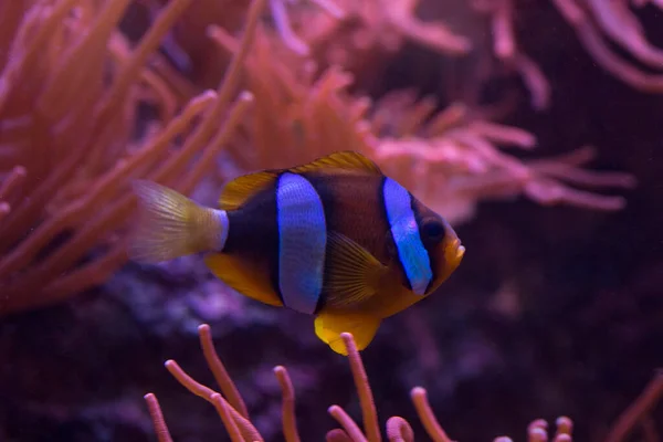 Ocellaris Bohóchal Hamis Percula Bohóchal Közönséges Bohóchal Amphiprion Ocellaris — Stock Fotó