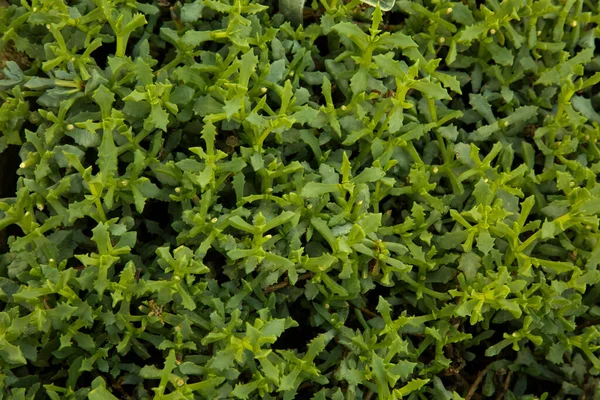 Dewplantat Med Deltoideusblad Dassievygie Sandsteenvygie Oscularia Deltoides — Stockfoto