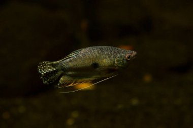 Üç benekli gourami, opaline gourami, mavi gourami, altın gourami (Trichopodus trichopterus).