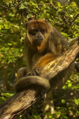 Siyah uluyan maymun (Alouatta caraya).