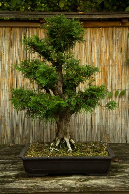 Kuzey beyaz sedir, doğu beyaz sedir, arborvitae (Thuja occidentalis). Bonsai.. 