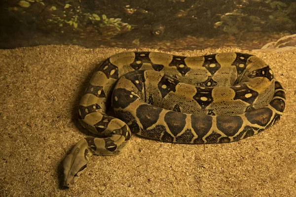 The ball python,  royal python (Python regius).