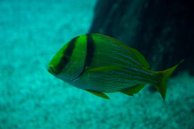 Domuz balığı, Atlantik domuz balığı, tatlı dudaklar, köpek balığı veya paragrat homurtusu (Anisotremus virginicus).