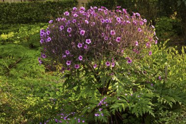 The Madeira cranesbill, giant herb-Robert (Geranium maderense).