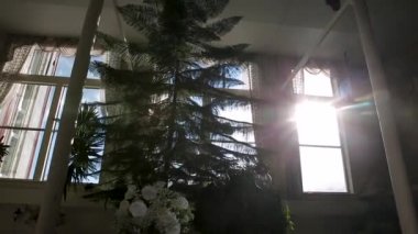 Ağaçlar ve bitkilerle dolu eski bir evin penceresinden ışık huzmeleri geliyor. Gün batımı.