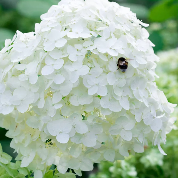 Pszczoła Śniegu Biały Kwitnące Kwiaty Zielonej Trawie Liście Tło — Zdjęcie stockowe