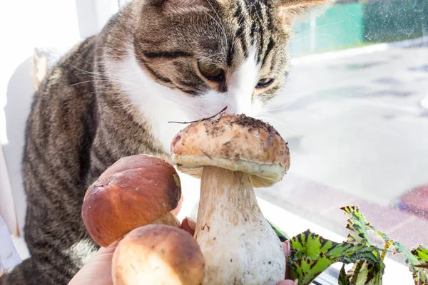 Домашняя Кошка Учуяла Лесные Грибы Свинины — стоковое фото