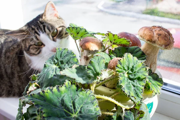 Gato Doméstico Huele Bosque Porcini Boletus Setas Hojas Verdes Imágenes de stock libres de derechos