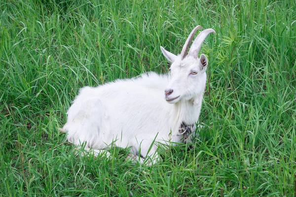 白いヤギと長い角が緑の芝生の牧草地に座っている — ストック写真