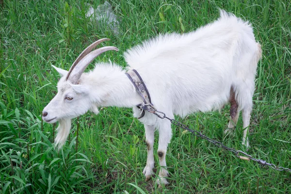 White Male Goat Long Horns Standing Green Grass Feeds Medow — Photo