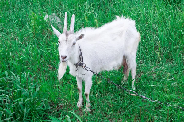 White Male Goat Long Horns Stands Green Grass Feeding Medow — Photo