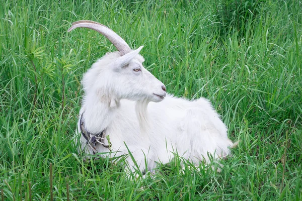 White Goat Long Horns Sitting Green Grass Feeds Medow Stock Fotografie
