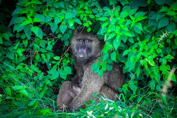 Afrika Ormanlarının Yeşil Yapraklarında Yaşayan Sevimli Tehlikeli Büyük Papio Anubis — Stok fotoğraf