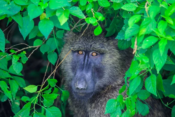 Квітка Небезпечна Мавпа Папіо Зеленому Листі Африканського Лісу Ефіопія — стокове фото
